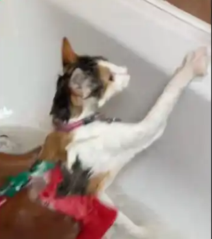 Can You Bath Cats? - Video of a woman bathing her cat goes viral