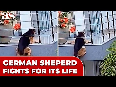 German Shepherd Miraculously survives after almost falling from the balcony