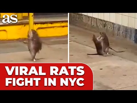 NYC subway platform - Rat Warzone