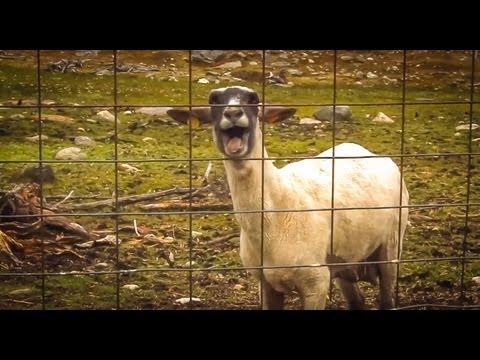 Sheep Yelling Like a Human
