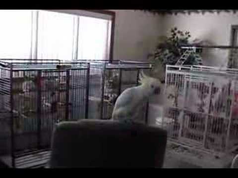 Snowball the Dancing Cockatoo