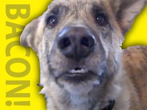 Ultimate Dog Tease: 2011
