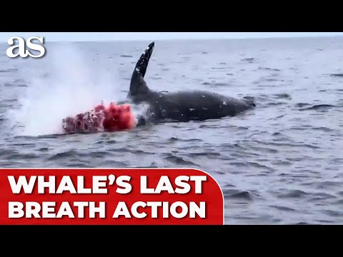 WHALE’S INCREDIBLE last breath action goes viral
