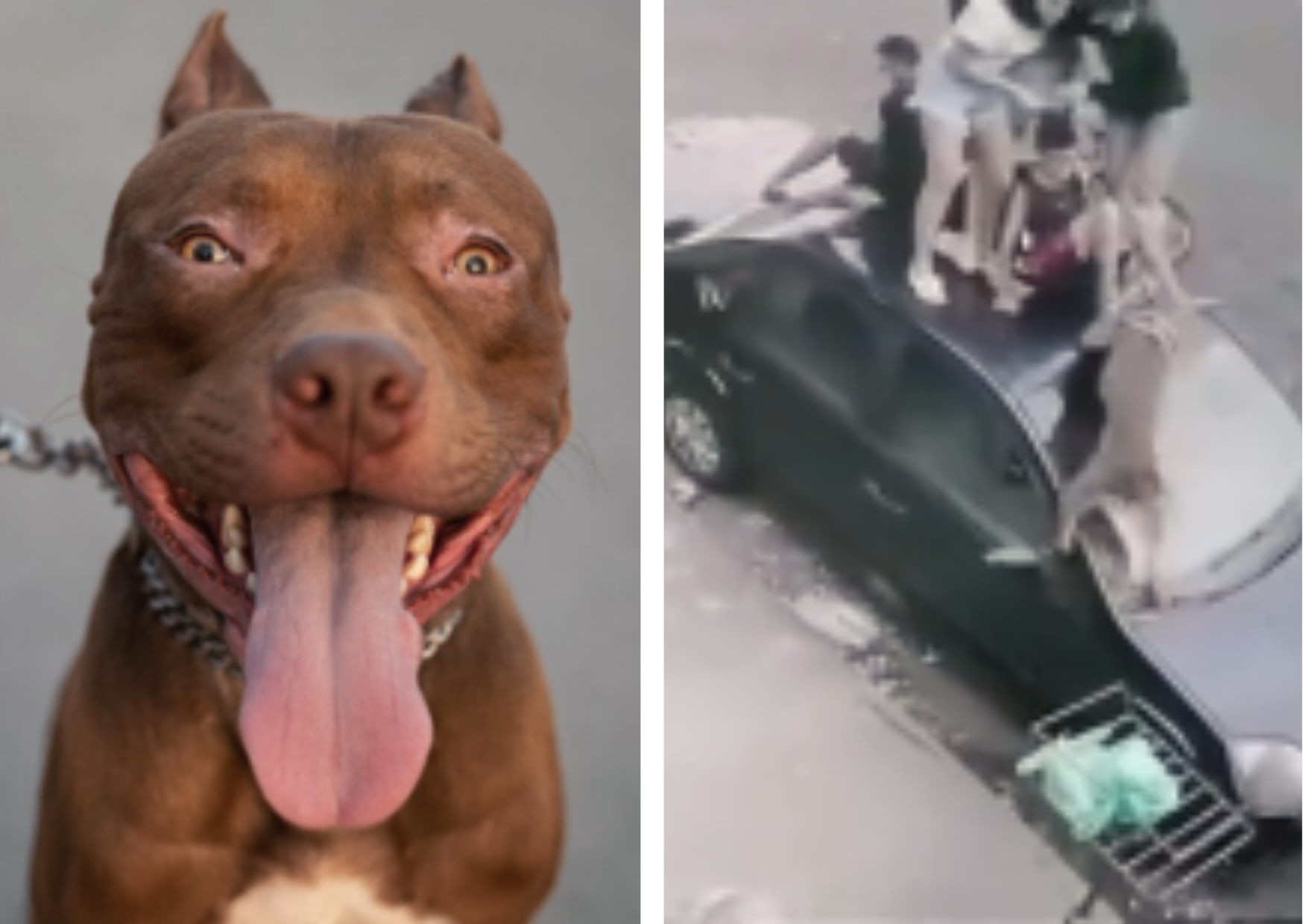 Video of Pit Bull Chasing Men Onto Car Roof, Leaving Massive Dent, Hits 68M Views – Internet in Stitches